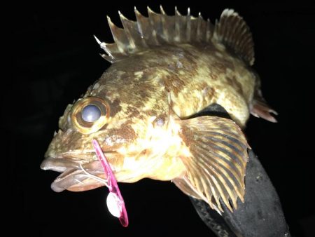 巨メバル狙いで